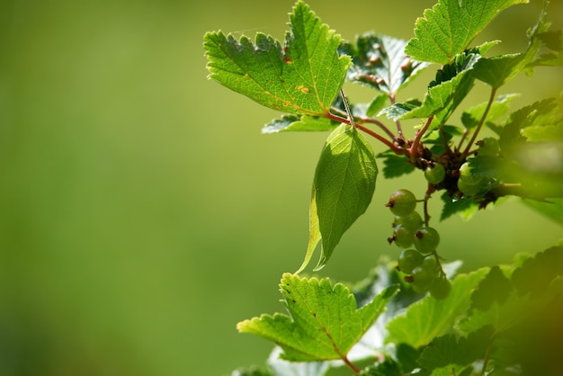 Primer plano de grosellas verdes inmaduras en una rama frondosa contra un fondo verde borroso en la naturaleza Bayas rojas o negras que crecen en el prado a principios de la primavera Pequeños frutos de un arbusto silvestre afuera con copyspace