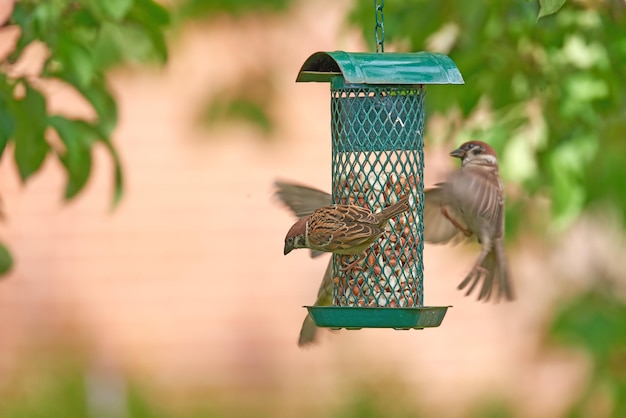 Primer plano de un grupo de gorriones comiendo semillas de un comedero para pájaros en el jardín de su casa Zoom sobre tres pájaros recogiendo comida y bocadillos de un recipiente de metal que cuelga de un árbol en el patio trasero