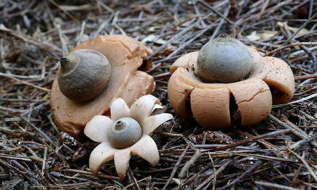 Primer plano de un grupo de hongos Earthstar que crecen en el suelo de un bosque