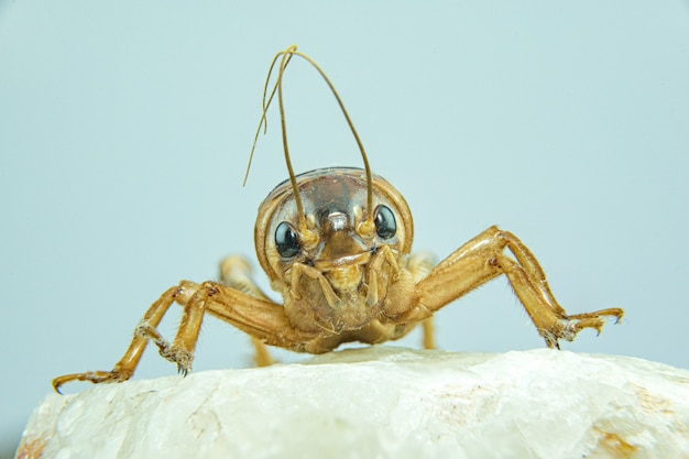 Foto primer plano de gryllidae o cricket