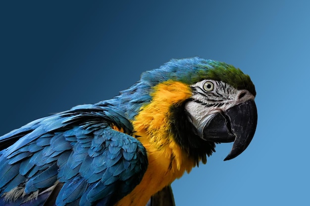 Primer plano del guacamayo dorado y azul contra un fondo azul