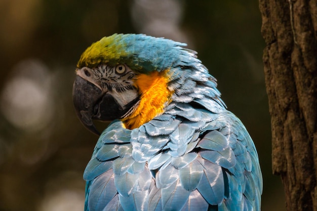 Primer plano del guacamayo dorado y azul