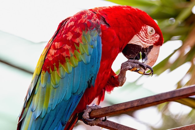 Un primer plano de un guacamayo escarlata posado en un metal