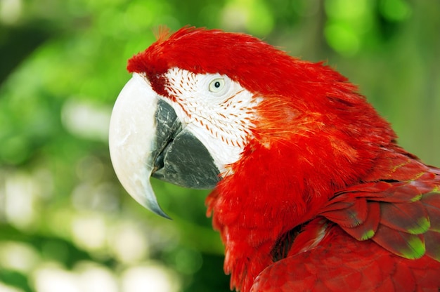 Foto primer plano del guacamayo escarlata