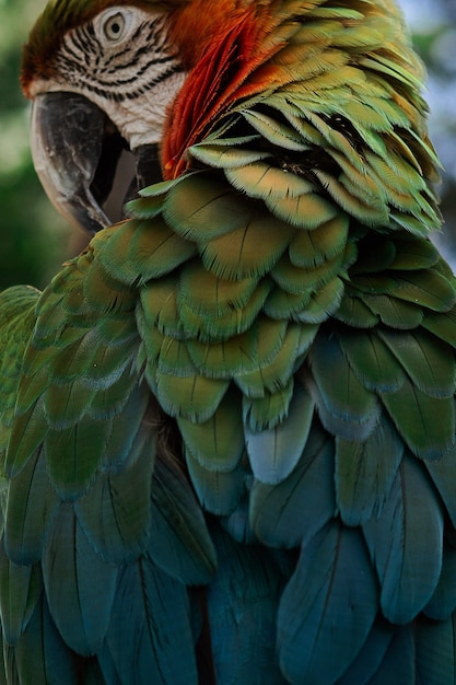 Foto un primer plano de un guacamayo loro