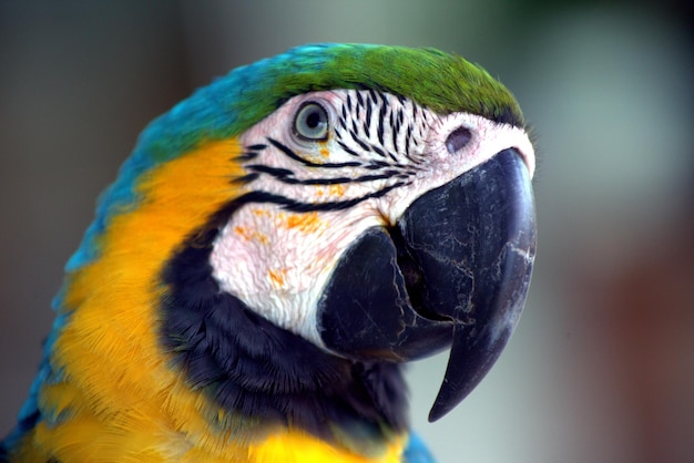 Primer plano del guacamayo