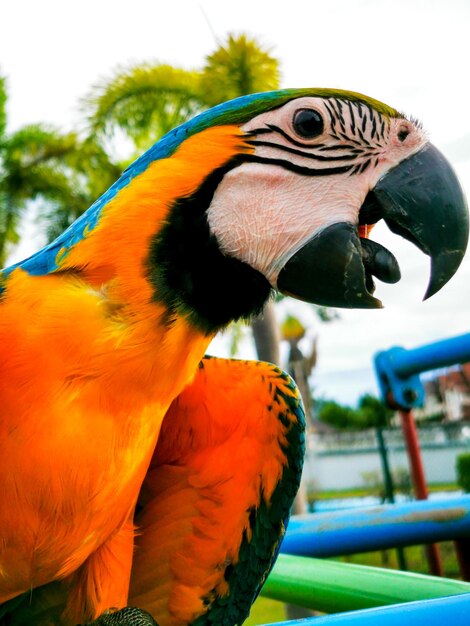 Un primer plano de un guacamayo