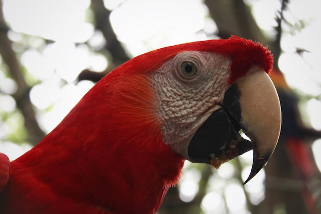 Foto primer plano del guacamayo