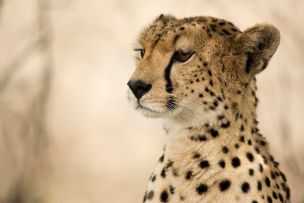 Primer plano de un guepardo Serengeti Tanzania