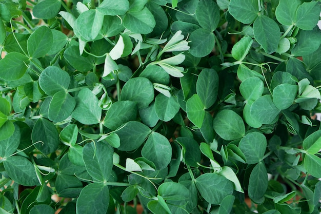 Primer plano de guisantes microverde