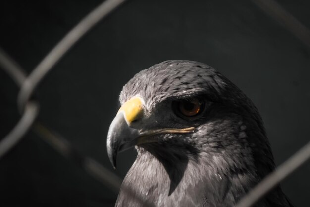 Primer plano de halcón peregrino en cautiverio centro de rehabilitación