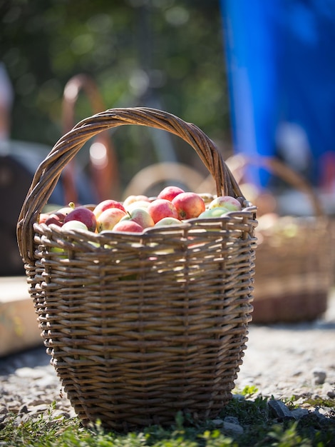 En primer plano hay una canasta de manzanas sobre la hierba en el festival folclórico ruso