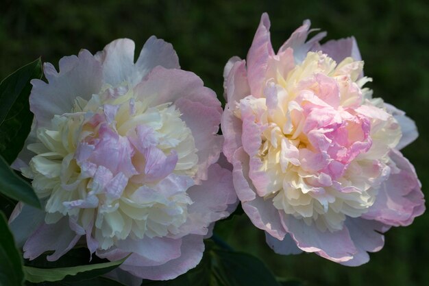 Primer plano de helado de frambuesa de flor de peonía rosa en el jardín de verano