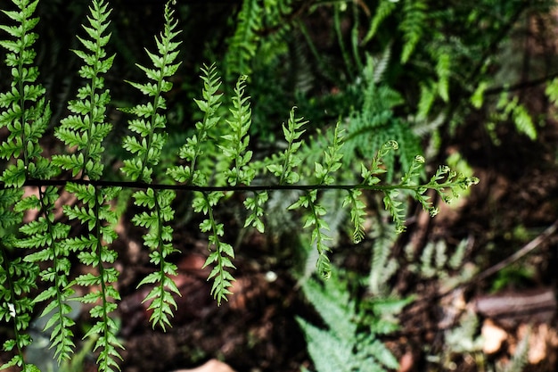 Foto primer plano de un helecho en el bosque