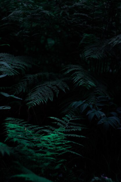 Foto primer plano de un helecho en el bosque