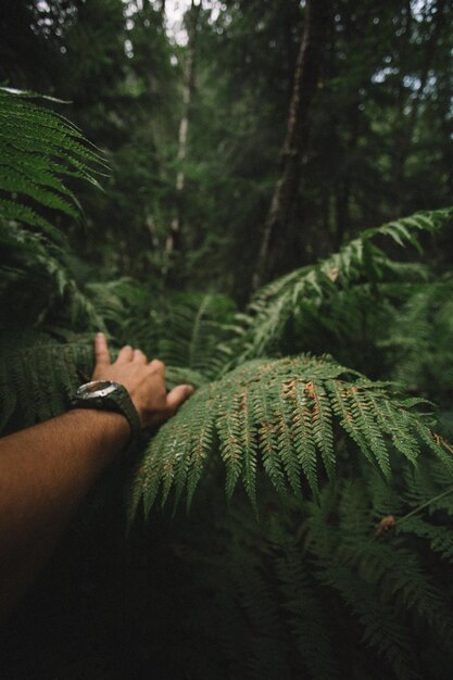 Foto primer plano de un helecho en la mano