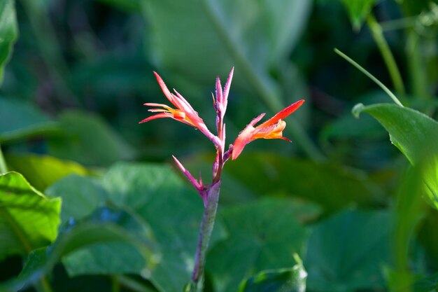 Un primer plano de una Heliconia psittacorum cubierta de rocío matutino