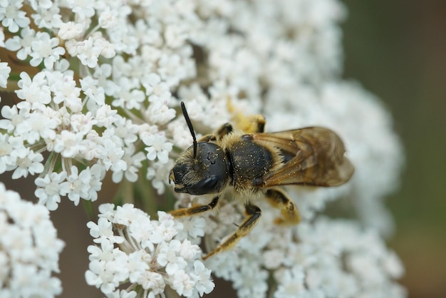 Un primer plano de la hembra de la abeja del surco, Halictus scabiosae, en una flor blanca de zanahoria silvestre
