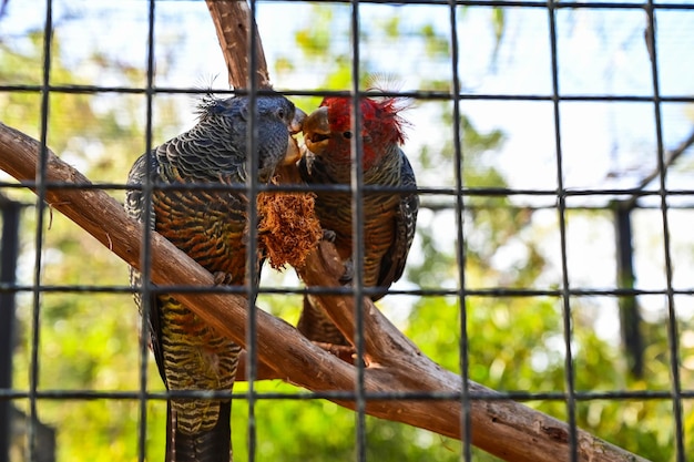 Foto un primer plano de una hembra de loro ganggang