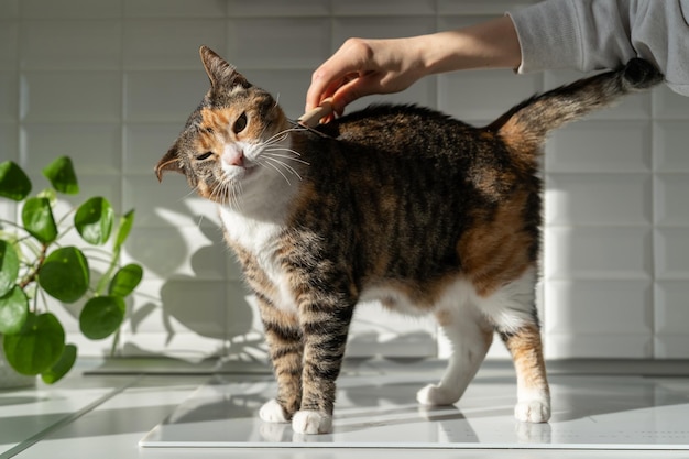 Primer plano de una hembra peinando el gato de piel con un cepillo en la cocina peinando la lana