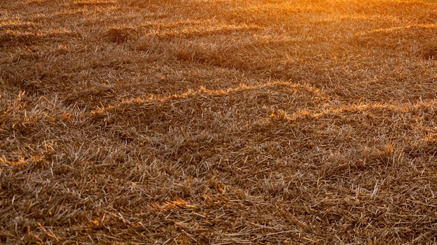 Primer plano de heno iluminado por los rayos del sol al atardecer Paisaje rural