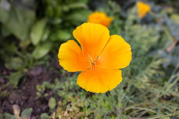 Primer plano de una hermosa flor de amapola en el jardín