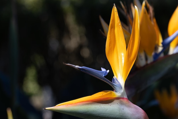 Primer plano de la hermosa flor Ave del Paraíso