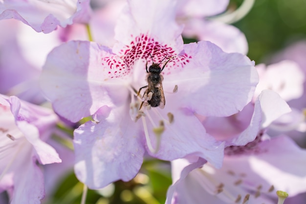 Primer plano de la hermosa flor de azalea en flor con abeja