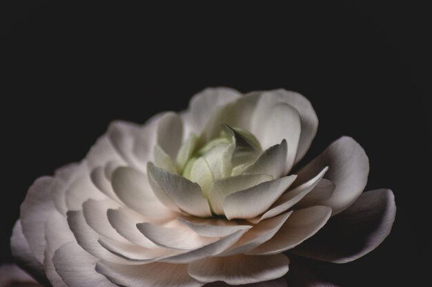 Un primer plano de una hermosa flor blanca con pétalos delicados