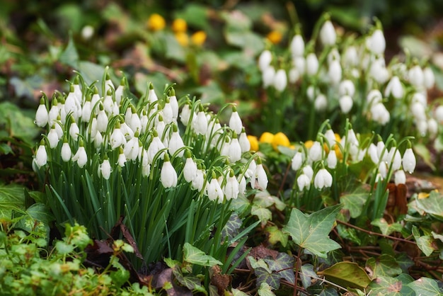 Un primer plano de una hermosa flor blanca y verde en el bosque La campanilla de invierno o campanilla de invierno común es la primera en florecer en primavera Símbolo que nos dice que el invierno se va y que se avecinan tiempos más cálidos