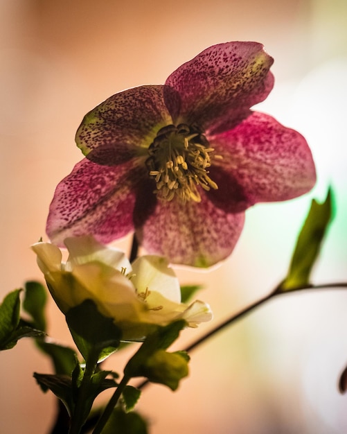 Primer plano de una hermosa flor de Columbine