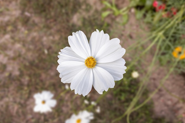 Primer plano de una hermosa flor de cosmos en el jardín