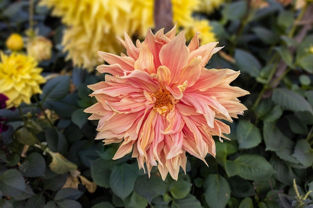 Primer plano de una hermosa flor de dalia en el jardín