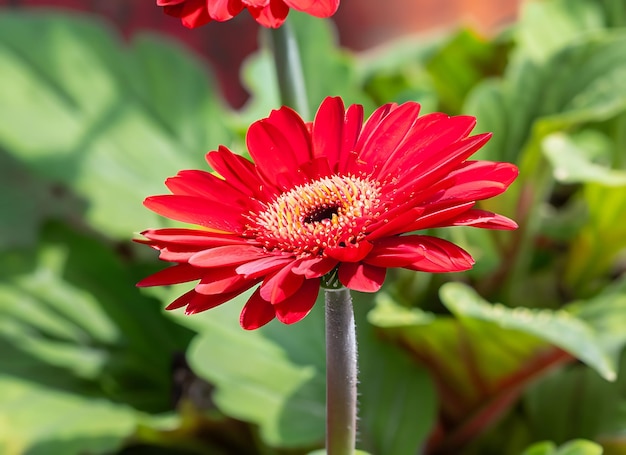 Un primer plano de la hermosa flor de gerbera roja que florece en el jardín