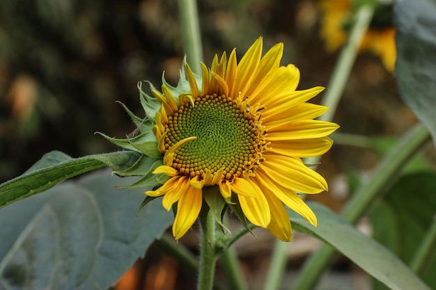 Primer plano de una hermosa flor de girasol en el jardín