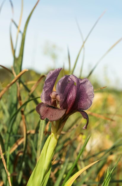 Primer plano de hermosa flor de iris púrpura