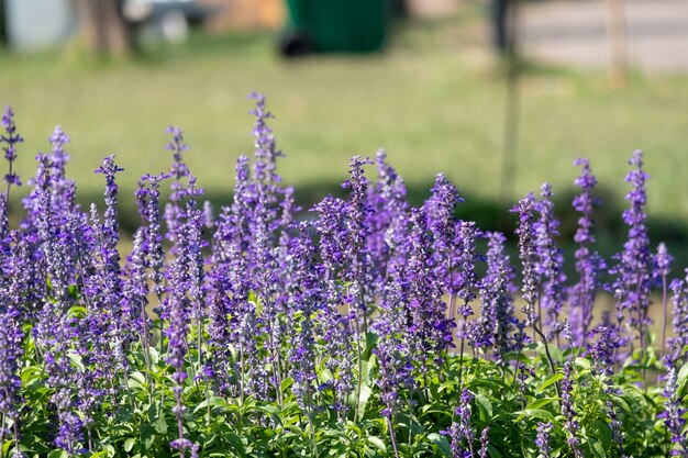 primer plano hermosa flor de lavanda fernleaf