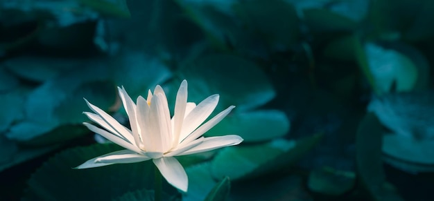 Primer plano hermosa flor de loto blanco en estanque Fondo de flor de loto blanco Lirio flotando en el agua