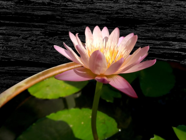 Primer plano hermosa flor de loto rosa que florece en la mañana