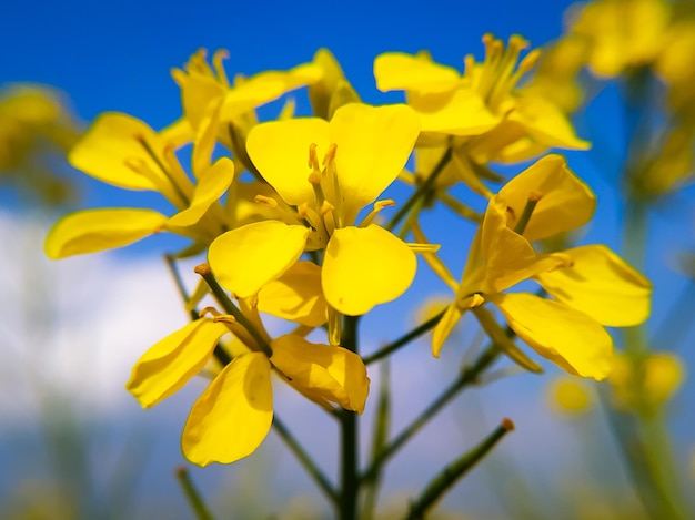 Primer plano de una hermosa flor de mostaza en el fondo del cielo azul