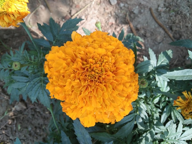 Primer plano de una hermosa flor de oro casada en un jardín con fondo borroso