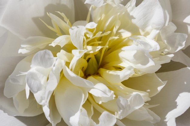 Primer plano de la hermosa flor de peonía blanca