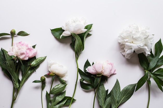 Primer plano de una hermosa flor de peonía rosa y blanca sobre la superficie de la luz