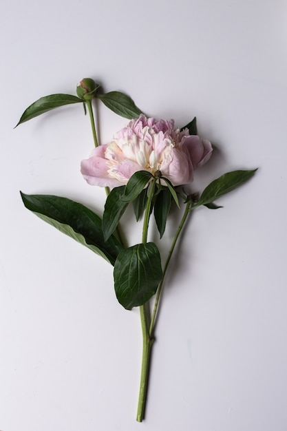 Primer plano de una hermosa flor de peonía rosa y blanca sobre la superficie de la luz