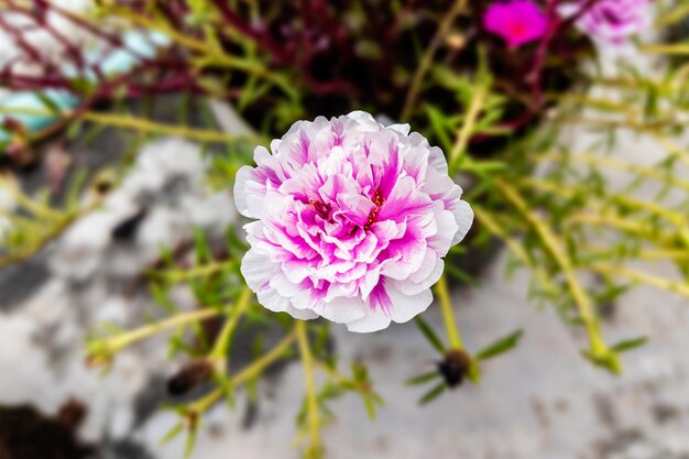 Primer plano de una hermosa flor de portulaca en el jardín