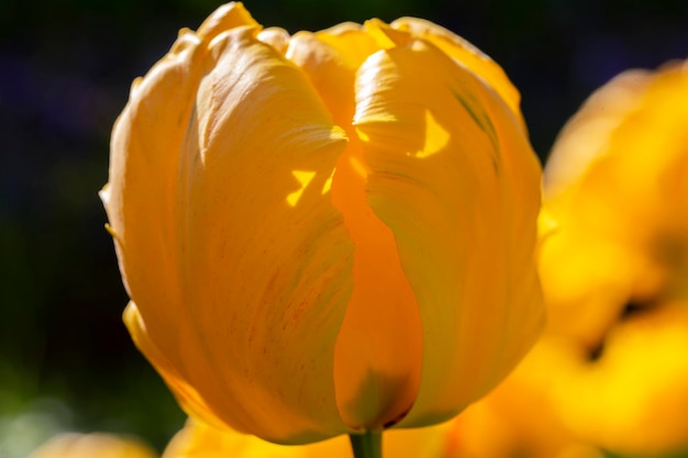 Primer plano de hermosa flor de primavera tulipán amarillo