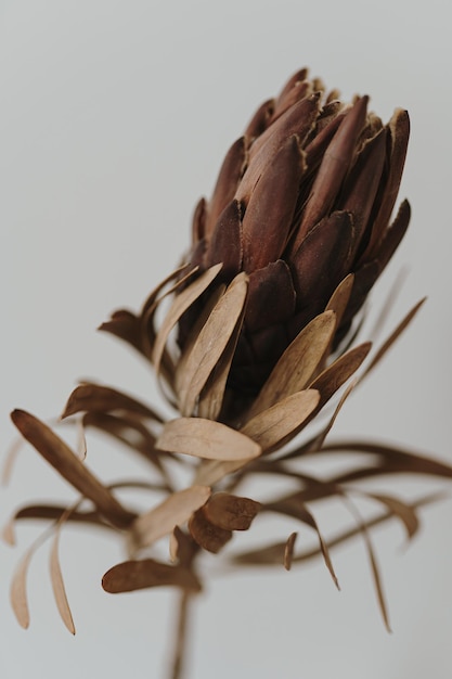 Primer plano de una hermosa flor de protea Composición floral de lujo estético