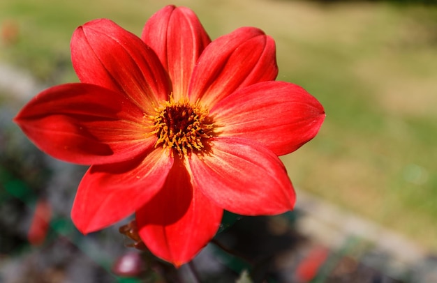 El primer plano de la hermosa flor roja de Dalia