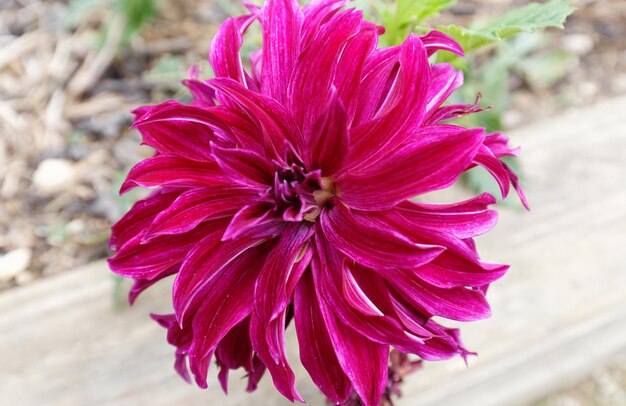 El primer plano de la hermosa flor roja de Dalia