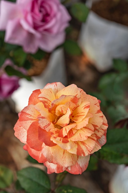 Primer plano de una hermosa flor rosa amarilla fresca en un jardín verde